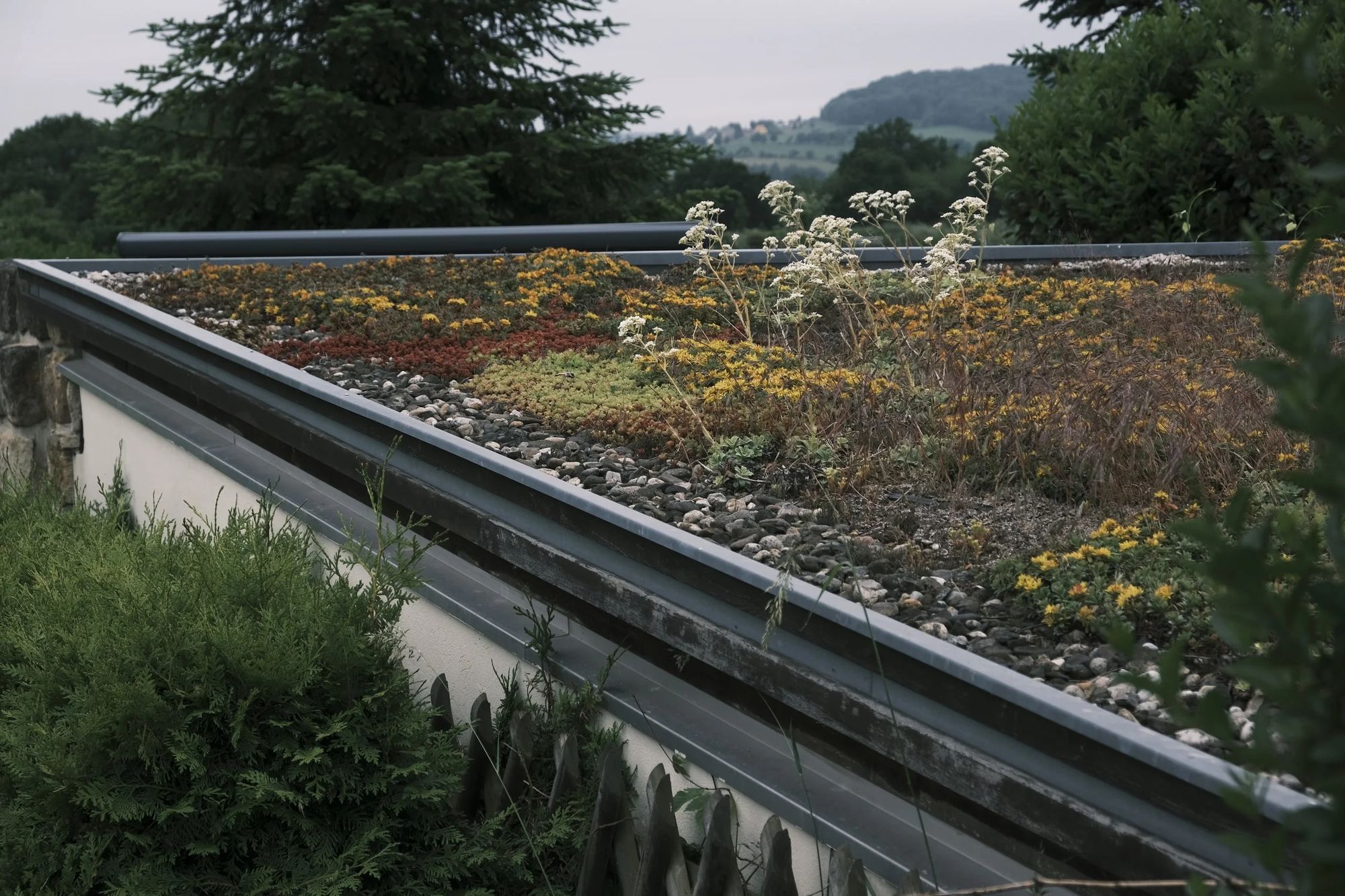 Begrünte Dachfläche einer Garage mit blühenden Sedum-Pflanzen